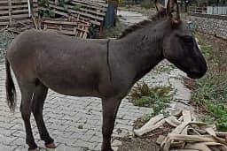 Barış Öztürk Çiftliği