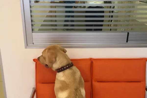 Alsancak Veteriner Kliniği - Veteriner - İzmir Karaburun