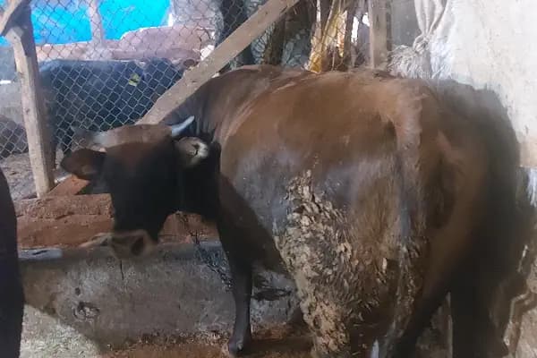 ANKARA Karaca besicilik adak kurban bulunur - Kasap - Ankara Altındağ
