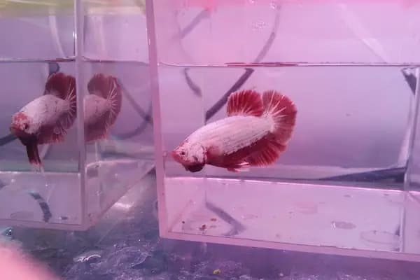 Tuğra Petshop Akvaryum - Akvaryum Mağazası - Ankara Yenimahalle