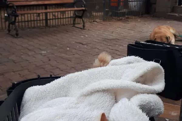 Rv Veteriner Kliniği - Veteriner - İstanbul Kadıköy
