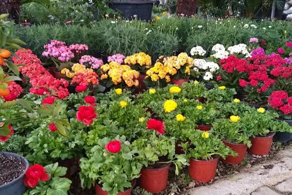 Orkide Flora - Çiçekçi - Antalya Demre
