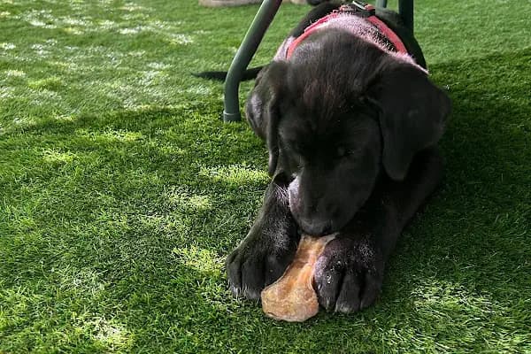Can Dostum Pet Butik Otel - Yatılı Evcil Hayvan Hizmetleri - Sakarya Adapazarı