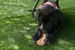 Can Dostum Pet Butik Otel