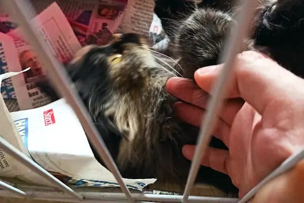 Puppy Vet - Veteriner - Bursa Nilüfer