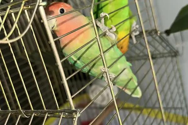 Dilan Petshop - Evcil hayvan mağazası - Şanlıurfa Haliliye