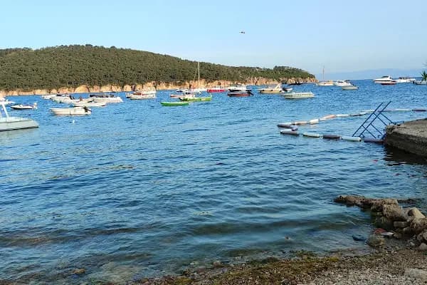 Dilan Pet shop,Akvaryum &amp; Kuş Evi - Kuşçu - İstanbul Kâğıthane