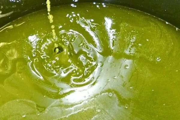 Şamlıoğlu Zeytin Ve Zeytinyağı Fabrikası - Zeytinyağı Şişeleme Şirketi - Adana Çukurova