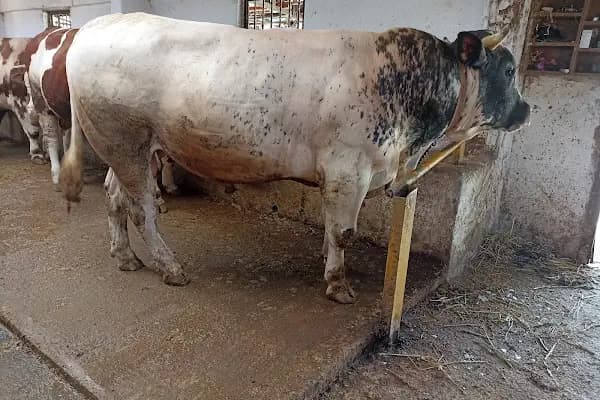 Güzel kardeşler çiftliği - Büyükbaş Hayvan Çiftliği - Bursa Büyükorhan