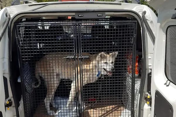 Pet Taksi Sevimli - Hayvanat Bahçesi - İstanbul Esenyurt