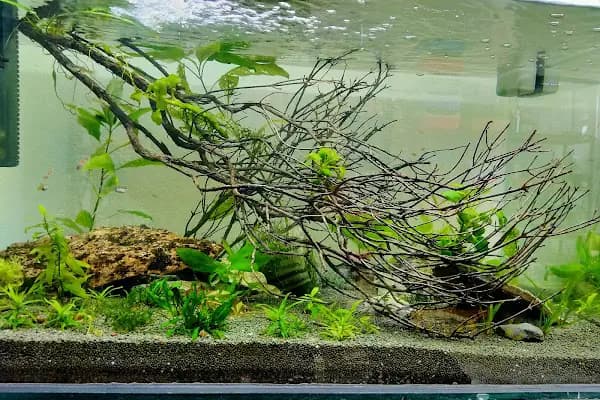Hyreaqua Akvaryum ve Pet Market - Evcil Hayvan Malzemeleri Mağazası - İzmir Balçova