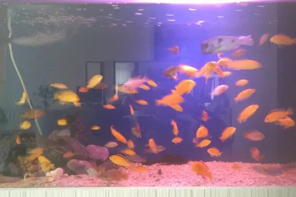 Masal HOBİ EVi - Petshop, Hediyelik Eşya, Takı ve Aksesuar - Evcil hayvan mağazası - Ankara Keçiören