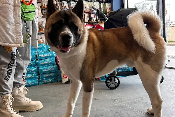 PetButik35 Petshop - Evcil hayvan mağazası - İzmir Balçova