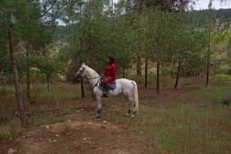 Mersin Doğa At Çiftliği