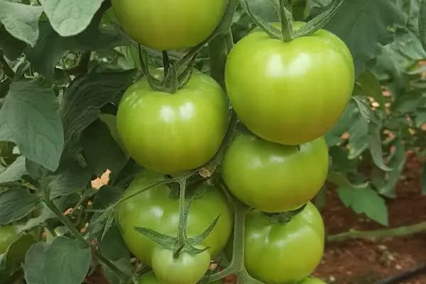 ÇALDIR TARIM ÜRN. NAK.TİC.LTD.ŞTİ FİNİKE ŞUBESİ - Sebze Toptan Satış Pazarı - Antalya Alanya