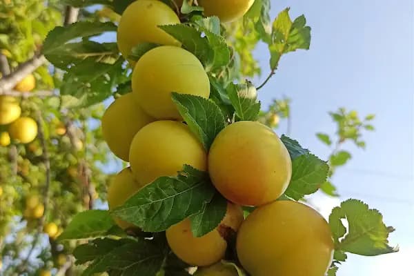 Kızılgedik Yıldız Konak - Apartman Kompleksi - Adana Aladağ
