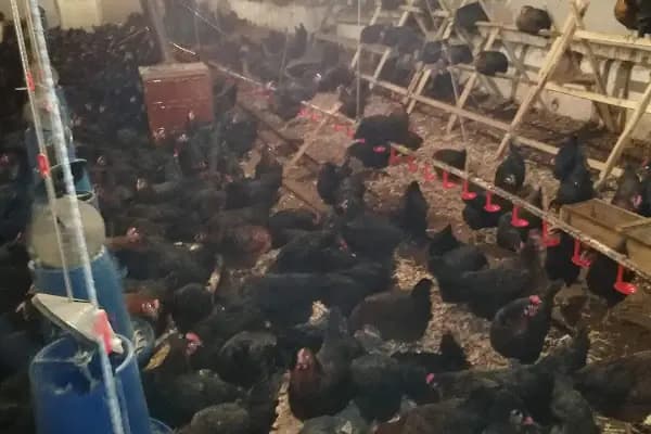Akgül Organik Tavuk Çiftliği - Yumurta Tedarikçisi - Ankara Akyurt