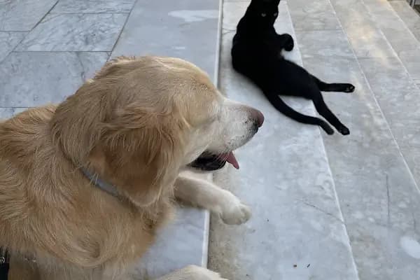 CediVet Veteriner Kliniği - Veteriner - İzmir Karşıyaka