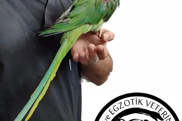 KİMERA VETERİNER EGZOTİK HAYVAN VETERİNERİ İZMİR - Veteriner - İzmir Bayraklı
