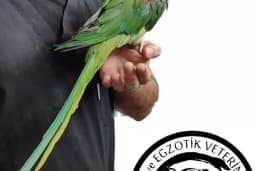 KİMERA VETERİNER EGZOTİK HAYVAN VETERİNERİ İZMİR