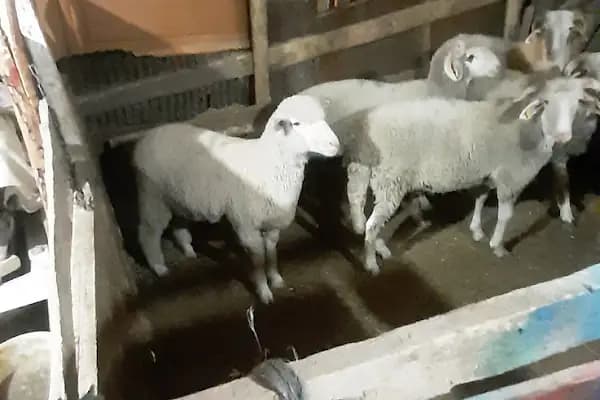 Selçuk Eğlence Merkezi - Eğlence Merkezi - Ankara Beypazarı