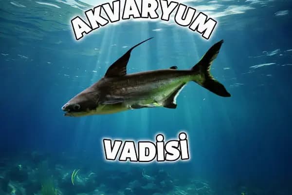 Mekân Malawi Petshop &amp; Akvaryum - Akvaryum Mağazası - Konya Altınekin
