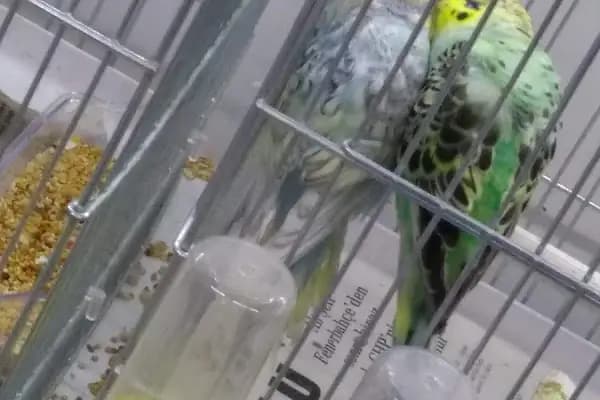 otantik petshop - Akvaryum - İstanbul Bağcılar
