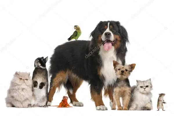Keçiören Tepebaşı Veteriner Kliniği - Veteriner - Ankara Keçiören