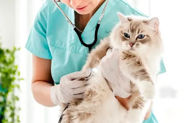 Emineller Veteriner Kliniği - Veteriner - İstanbul Avcılar