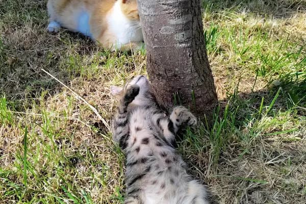Beşiktaş Vetlove Veteriner Kliniği - Veteriner - İstanbul Esenyurt