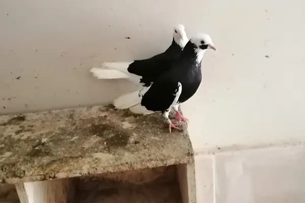 Pethane Veteriner Kliniği - Veteriner - İzmir Konak