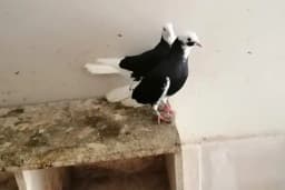 Pethane Veteriner Kliniği