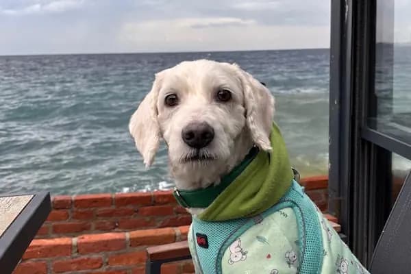 PetGuardians Veteriner Kliniği - Veteriner - İzmir Bergama
