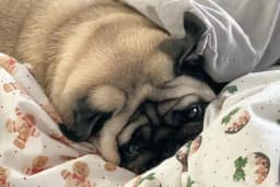 GAZİOSMANPAŞA VETERİNER PET İSTANBUL VETERİNER POLİKLİNİĞİ
