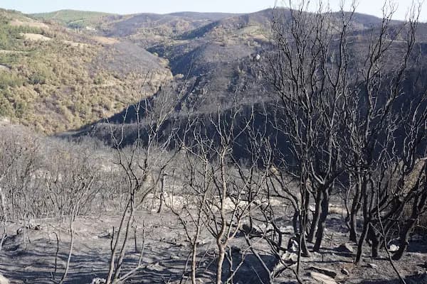 Başalan - Yerleşim Yeri - Aydın Nazilli