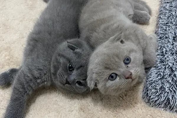 Ömer pet shop - Akvaryum - Ankara Altındağ