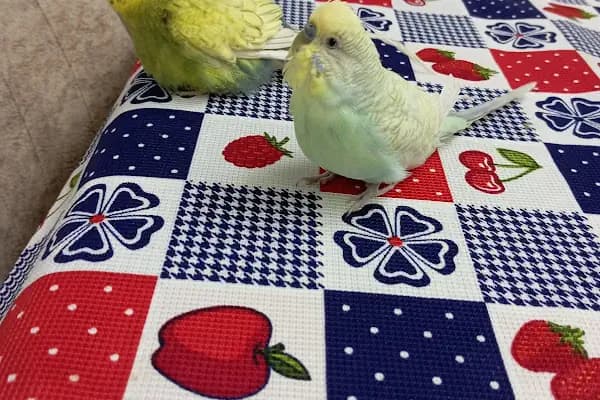 Kuş Evi Pet Shop - Evcil hayvan mağazası - Ankara Çankaya