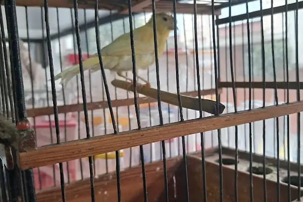 İstanbul petshop esenler - Resim 12