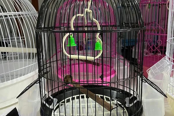 İstanbul petshop esenler - Resim 5