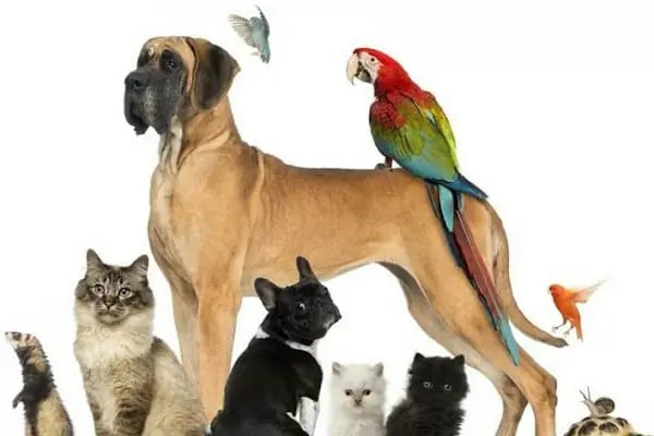 İstanbul petshop esenler - Resim 3