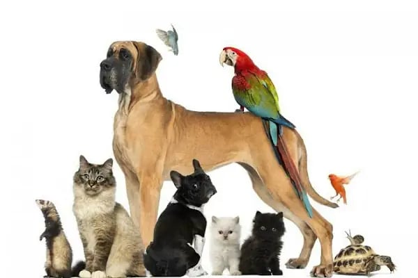 İstanbul petshop esenler - Resim 1