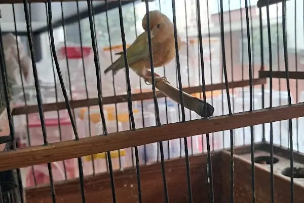 İstanbul petshop esenler - Resim 6