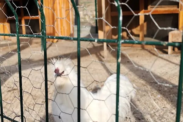 Bademlidere Cumhuriyet Parkı Neşeli Ayaklar - Resim 6
