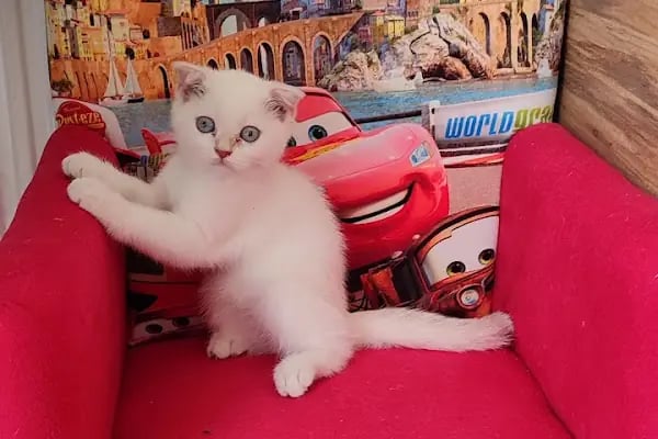 Petonya Petshop - Resim 3