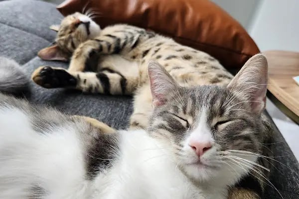 PetPro Veteriner Kliniği - Resim 5
