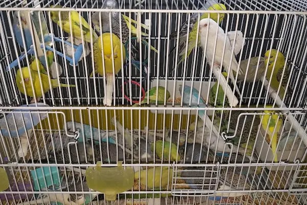 Petilya Pet Shop Ataşehir - Resim 9
