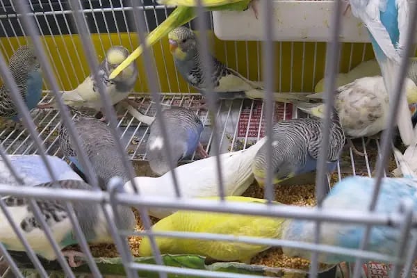 Petilya Pet Shop Ataşehir - Resim 3