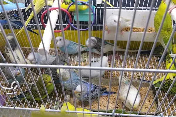 Petilya Pet Shop Ataşehir - Resim 6