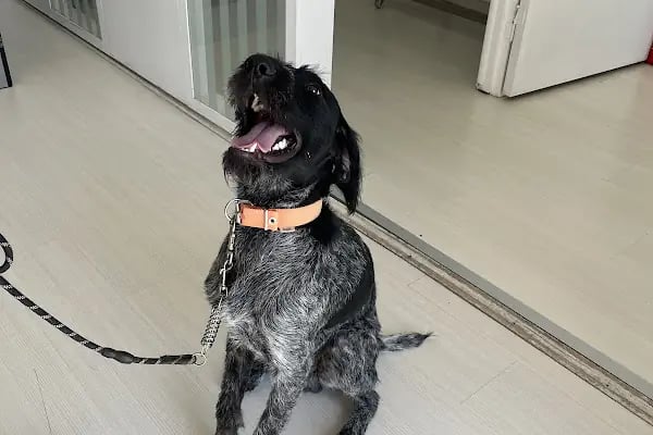 Alfa Veteriner Kliniği - Resim 8