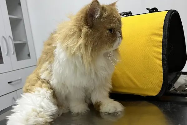 Alfa Veteriner Kliniği - Resim 10